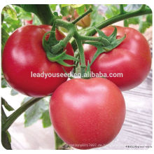 MT07 Fenpi unbestimmt wachsen rosa Tomatensamen in Hybridsamen